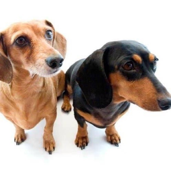 Meet your Posher, Katia - Picture 1 of 1